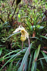 Phragmipedium pearcei