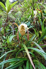 Phragmipedium pearcei