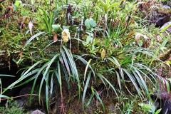 Phragmipedium pearcei