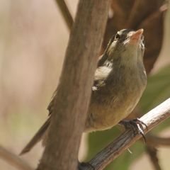 Acrocephalus sechellensis