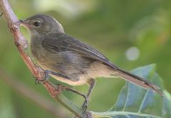 Acrocephalus sechellensis