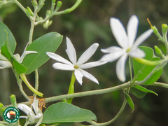 Jasminum polyanthum