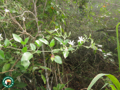 Jasminum polyanthum
