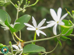 Jasminum polyanthum