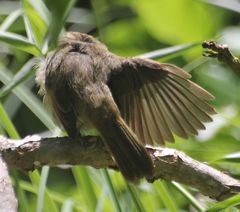 Acrocephalus sechellensis