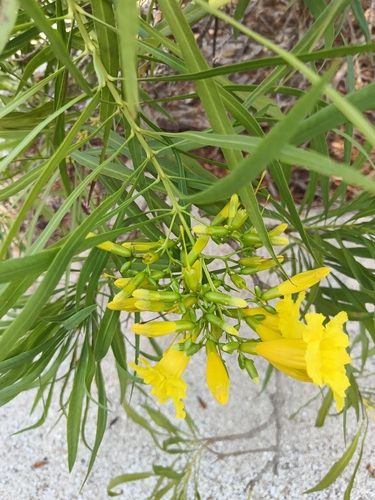 Astianthus viminalis, 2026-04-24
