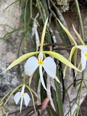 Epidendrum parkinsonianum, photograph (c) Nora Jácome, some rights reserved (CC BY)