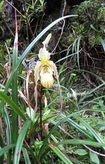 Phragmipedium pearcei