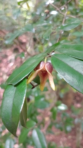 Miliusa indica observed 2026-04-24