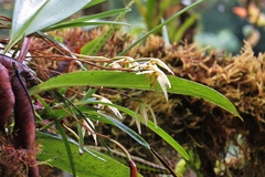 Maxillaria acuminata