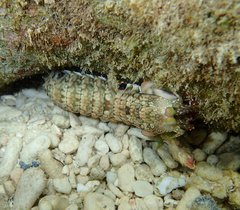 Gonodactylus platysoma