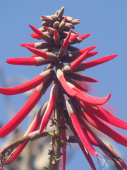 Erythrina folkersii