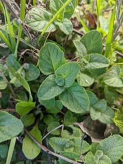 Origanum