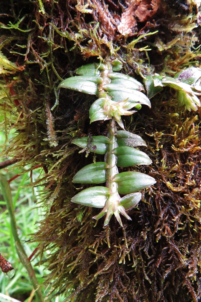 Epidendrum siphonosepalum Garay & Dunst. 2