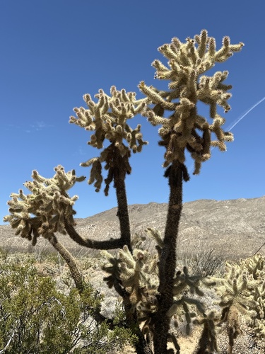 Cylindropuntia fosbergii, photograph 2