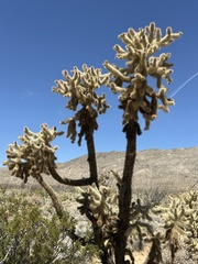 Cylindropuntia fosbergii, photograph (c) Rosario Douglas, some rights reserved (CC BY)