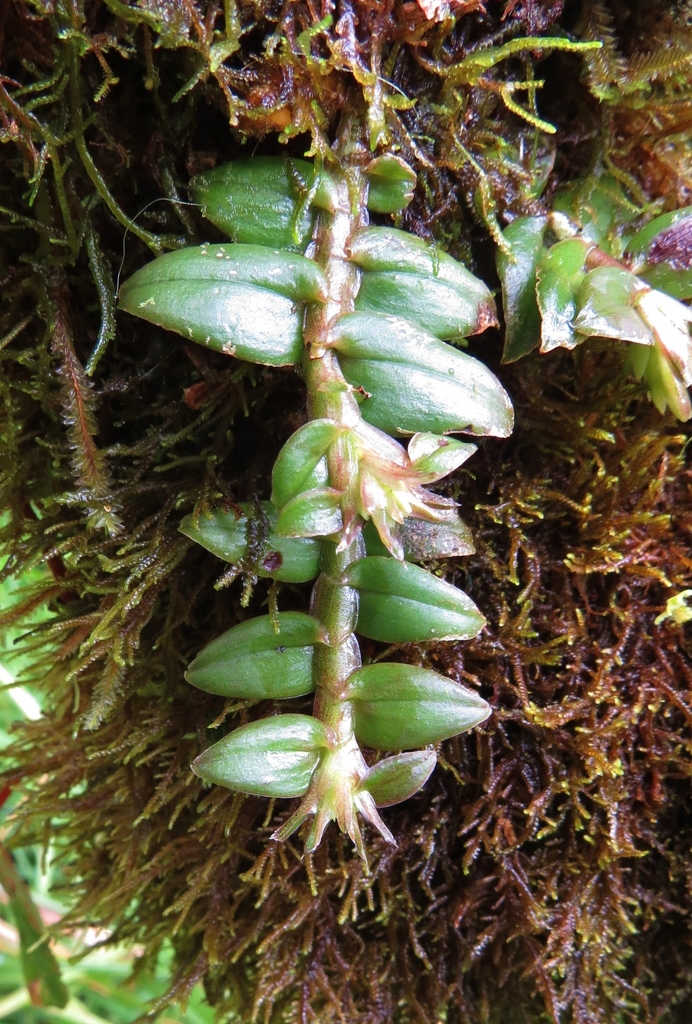 Epidendrum siphonosepalum Garay & Dunst.