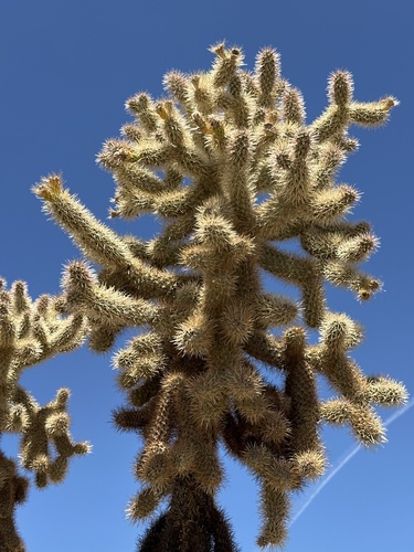 Cylindropuntia fosbergii, photograph 3