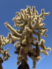 Cylindropuntia fosbergii, photograph (c) Rosario Douglas, some rights reserved (CC BY)