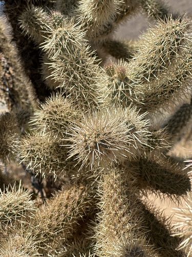 Cylindropuntia fosbergii, photograph 4