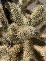 Cylindropuntia fosbergii, photograph (c) Rosario Douglas, some rights reserved (CC BY)