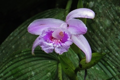 Sobralia rosea
