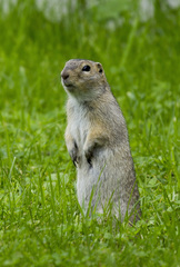 Urocitellus undulatus