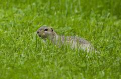 Urocitellus undulatus