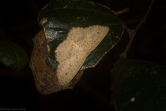 Cyclophora turneri