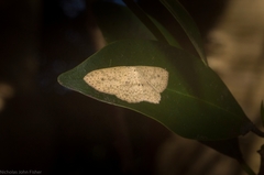 Cyclophora turneri