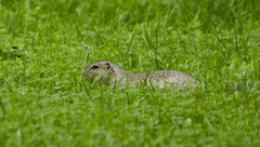 Urocitellus undulatus