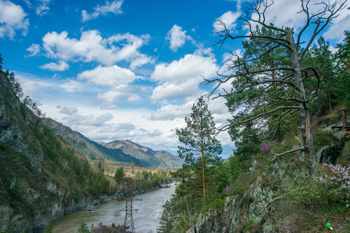 Paprastoji pušis nuotrauka