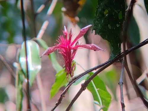 Cyclacanthus coccineus observed 2026-04-21