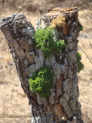 Eysenhardtia polystachya