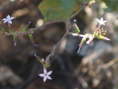 Plumbago pulchella