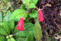Gesnerieae