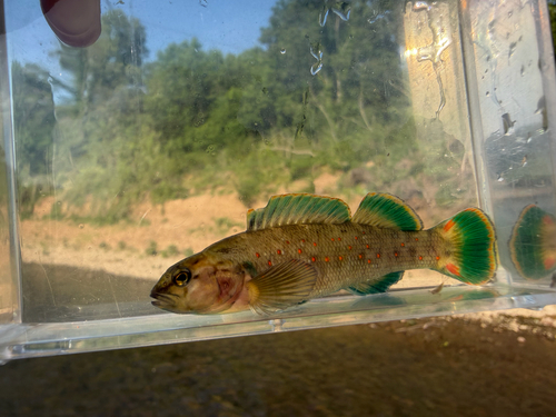 Smallscale Darter
