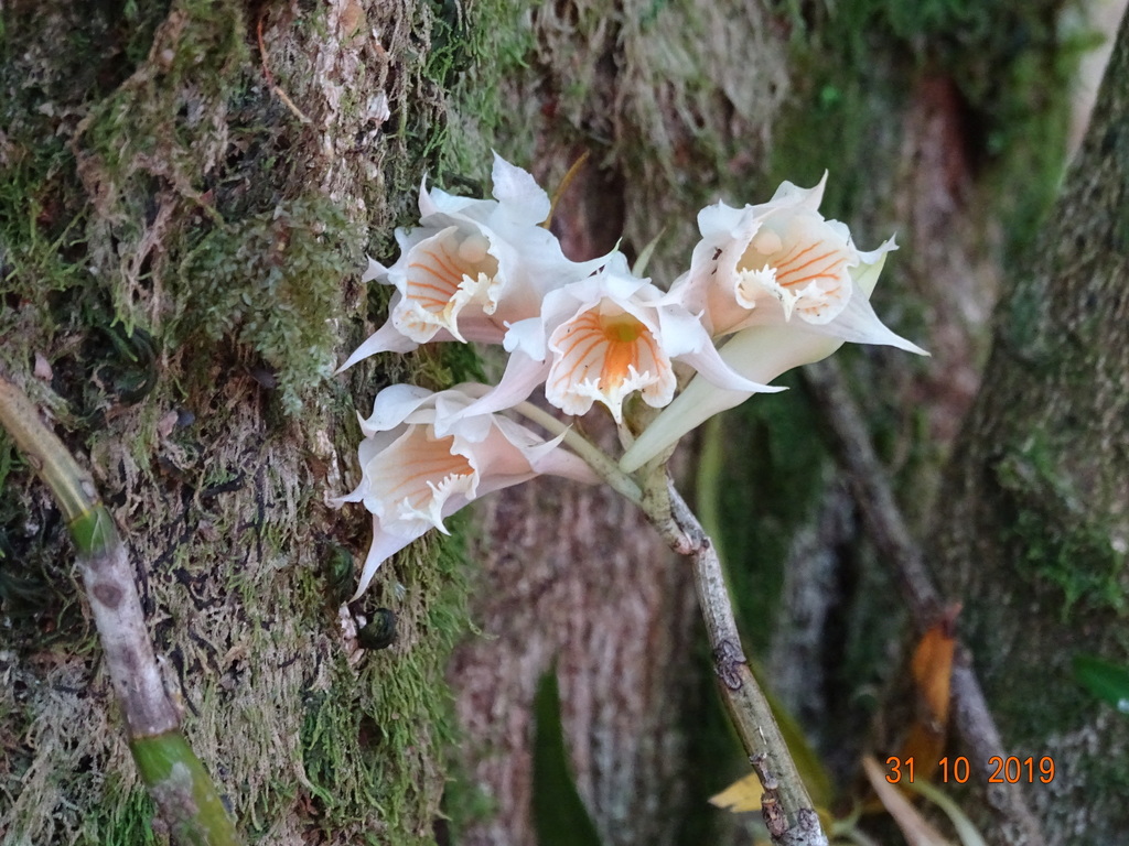 Dendrobium longicornu Lindl.