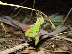 Aenetus blackburnii