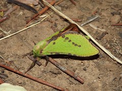 Aenetus blackburnii