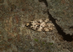 Barea eucapnodes