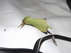 Aenetus blackburnii