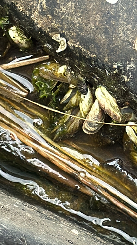 Mytilopsis leucophaeata, 2026-04-24