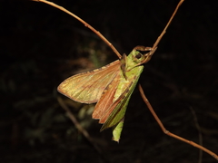 Aenetus blackburnii