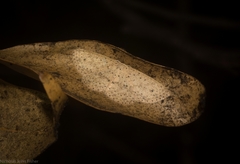 Cyclophora turneri