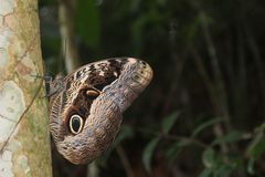 Caligo beltrao