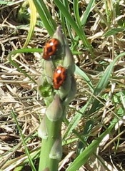 Crioceris quinquepunctata