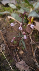 Cardamine angustata