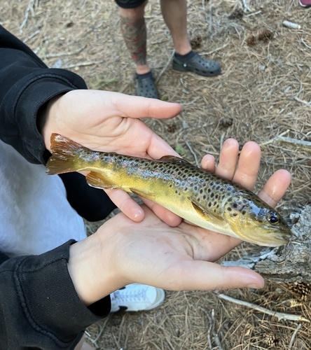 Salmo trutta