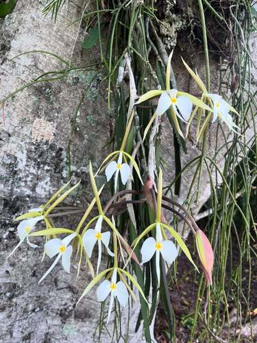Epidendrum parkinsonianum, photograph 2